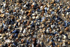 Norway Beach Prints: Different coloured seashells lying on the beach