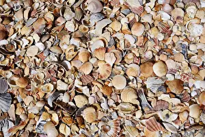 European Coast Landscape Prints: Different mussel shells on the beach