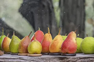 Southern Germany Rock Formations Prints: Different pear varieties (Pyrus)