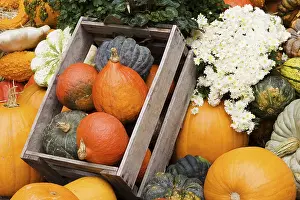 Autumn Decoration Ideas Prints: Different pumpkins