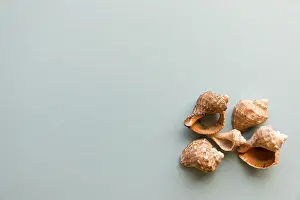 Bivalve Shells Prints: Different shells isolated on a blue background