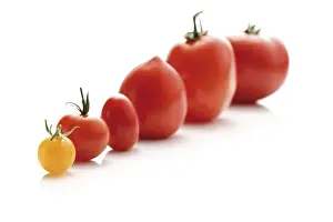 Different Tomatoes Prints: Different types of tomato