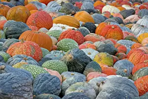 Full Frame Food Still Life Prints: Different varieties of pumpkins