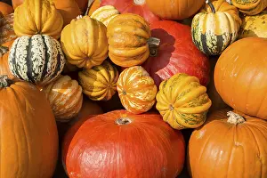 Pumpkin Varieties Prints: Different varieties of pumpkins