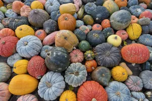 Deserted Food Photography Prints: Different varieties of pumpkins