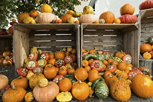 Southern German Pumpkins Prints: Different varieties of pumpkins