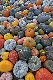 Pumpkin Varieties Prints: Different varieties of pumpkins