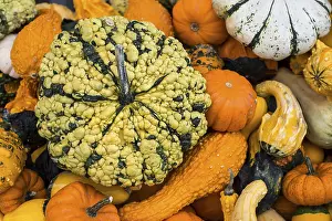 Pumpkin Varieties Prints: Different varieties of pumpkins