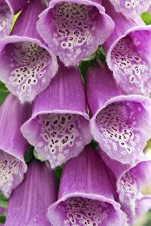 Poisonous Plants Prints: Digitalis