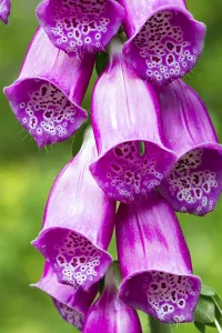 Foxglove Plant Prints: Digitalis