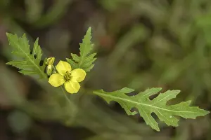 Images Dated 31st August 2024: Diplotaxis tenuifolia Print