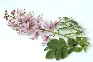 Burning Bush Plant Prints: Diptam, also called Ashroot or dittany