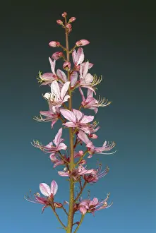 Poisonous Medicinal Plant Prints: Diptam, also called Ashroot or dittany