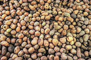 Abandoned Farming Land Prints: Dirty Potatoes Background