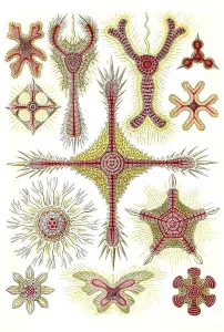 Discoidea, disc rays, Art Forms of Nature