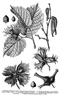Historic Flora Images Prints: Display chart, Common Hazel, illustration