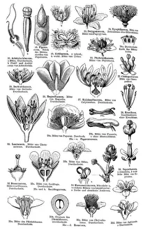 Print of Display chart of Plant Systematics II