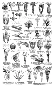 Historic Plant Depictions Prints: Display chart of Plant Systematics IV