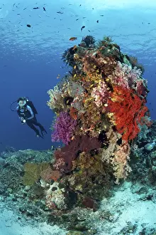 UNESCO World Heritage Site Indonesia Prints: Diver observing various corals