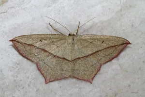 Geometer Moth Prints: Dock moth