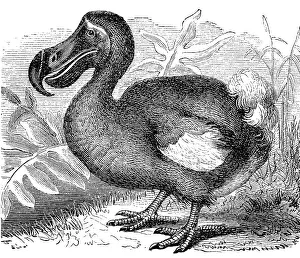 Dodo Bird Prints: Dodo (Didus ineptus) Dronte, Doudo oder Dudu