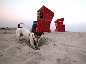 Dog on the beach Print