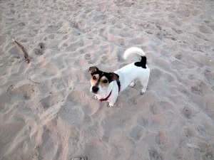 Colorful Beach Scene Prints: Dog on the beach