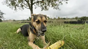 Domestic Dog In Nature Prints: A dog is lying in the grass under a tree and playing with a corn corn cob