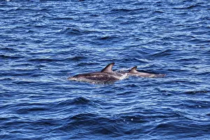 Marine Animals In The Wild Prints: Two dolphins swimming side by side at the surface