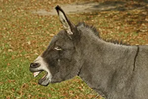 Mammal Photography Prints: Donkey