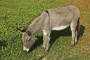 Productive Livestock Farm Animals Prints: Donkey