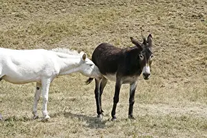 Livestock Farming Prints: Donkey