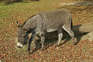Domestic Donkey Prints: Donkey
