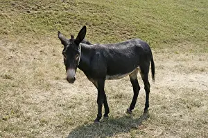 Livestock Farming Prints: Donkey