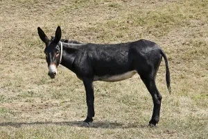 Animal Husbandry Prints: Donkey
