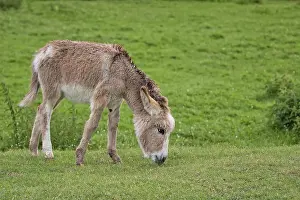 Livestock Farming Animals Prints: Donkey in a clearing