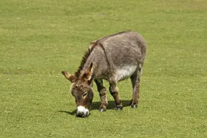 Mammal Photography Prints: Donkey Donkey