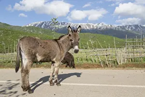 Prints of Donkey (Equus africanus asinus) with forelegs tied up, mountains at Lake Prespa, Northern Albania, Albania Albania Prints: Donkey with Tied Forelegs, Lake Prespa, Albania Print