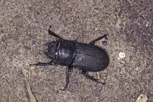 Insect Wildlife Images Prints: Dorcus parallelopidus, dwarf stag beetle