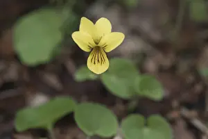 Nordic Flowering Plants Prints: Double-flowered violet (Viola biflora)