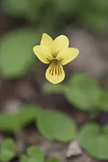Nordic Flowering Plants Prints: Double-flowered violet (Viola biflora)