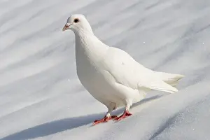 White Dove Prints: Dove in winter