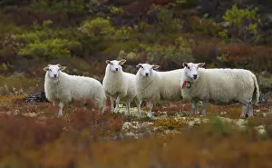 Norwegian Nature Reserve Prints: That Dovrefjell