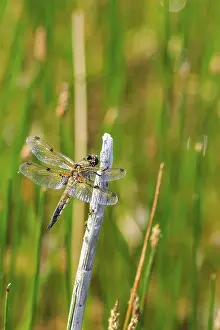 Deserted Grass Landscape Photo Prints: Dragonfly perched on a stem of grass