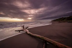 Tree Trunk On Beach Prints: Dramatic cloudy sky at sunset, tree trunk on the beach