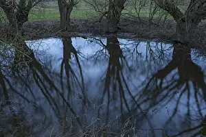 Eastern Germany Landscapes Prints: Dramatic, ghostly, willows (Salix)