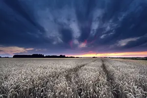 Wheat Field Landscape Prints: Dramatic sunset over wheat field in summer