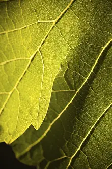 Viniculture Images Prints: Dramatically lit grape leaf details on the vineyard