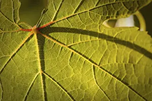 Close Up Vineyard Scene Prints: Dramatically lit grape leaf details on the vineyard