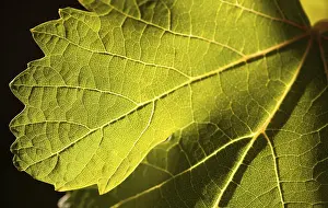 Viniculture Agriculture Prints: Dramatically lit grape leaf details on the vineyard